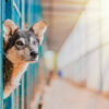 Animaux abandonnés, bénévoles épuisés