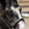 Borinage : 20 équidés squelettiques secourus