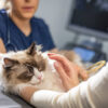 Un chat blessé par balle à Vesqueville