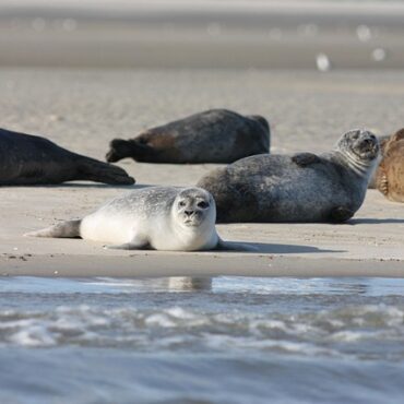 Pêche à la palourde en Normandie : les scientifiques enquêtent sur l'avenir du coquillage
