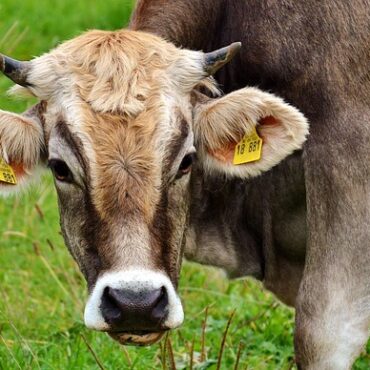 Ariège : Des vétérinaires sous le feu des menaces après la vaccination bovine