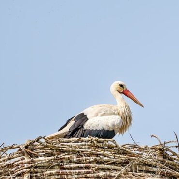 Sarralbe : Ça y est, les premiers bébés cigognes sont nés ! Le Grand Est est sous le charme