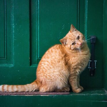 🚨 Attention aux Faux Dépanneurs dans les Ardennes ! La CCAT Alerte