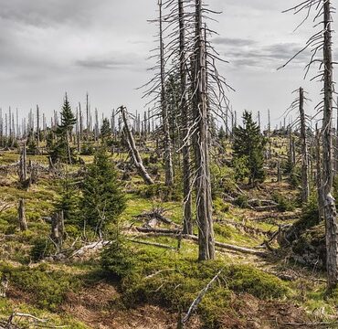 Rouen : Feu vert préfectoral pour détruire la faune à Sainte-Catherine, tollé écologiste