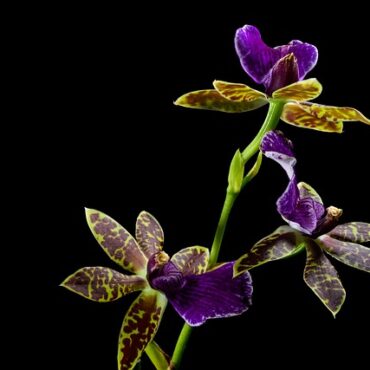 Plantes à prix cassés en Occitanie : la bonne affaire qui fait débat !