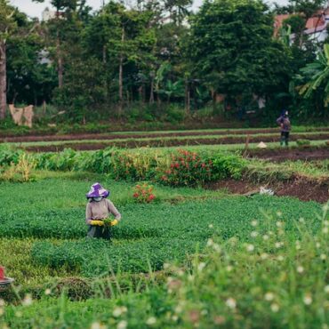 Haute-Vienne : Nos potagers en quête de jeunes pousses... et de nouveaux producteurs !