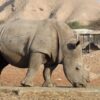 Un nouveau mâle pour le Bioparc de Doué : Jumaane joue un rôle clé pour les rhinocéros noirs