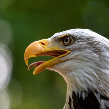 Au bord du Léman, le pygargue à queue blanche signe une saison record avec 11 naissances