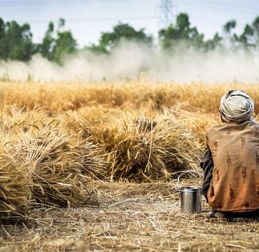 Météo folle en Bretagne : nos agriculteurs face au grand écart climatique !