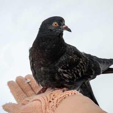 Pigeons de Paris : quand des bénévoles leur tendent la patte !