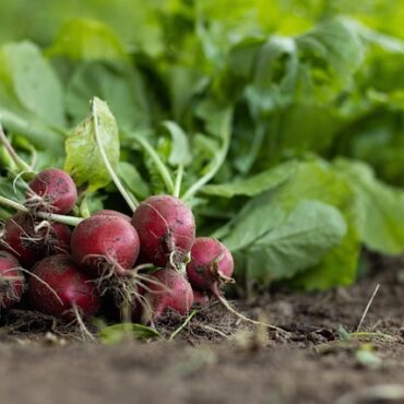 Jardins des Pays de la Loire : Nos astuces locales pour un potager résilient face au climat !