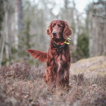 Prosnes en Fête pour nos Animaux : Le Salon du Bien-être Revient en Force !