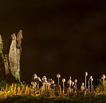 Creuse : La forêt de Faucoutance sous la menace, les habitants se mobilisent !