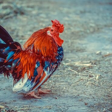 Volailles d'Occitanie : Le Grand Air Retrouvé... Sauf dans le Gers ?