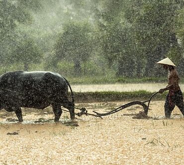 Hérault : Les maraîchers de Béziers sous le déluge d'aléas climatiques !