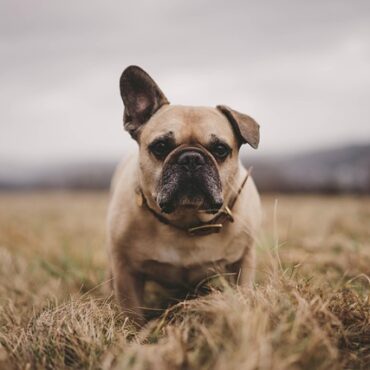 Pays de Caux : un signal fort de la justice après l'horreur des chevaux mutilés !