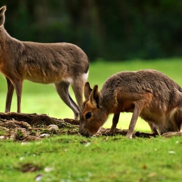 À la Boissière-du-Doré, Sébastien Laurent fait rimer zoo et bien-être animal