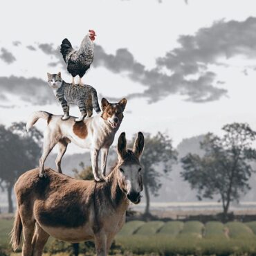 Prouilly : la tendresse des ânes, un remède anti-stress en plein Grand Est !