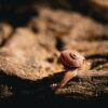 Alerte en Alsace : La Grenouille-Taureau, géante américaine, menace nos étangs !