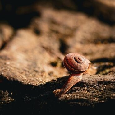 Alerte en Alsace : La Grenouille-Taureau, géante américaine, menace nos étangs !