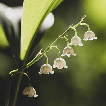 Sur le littoral, le muguet se prépare en coulisses pour le 1er mai