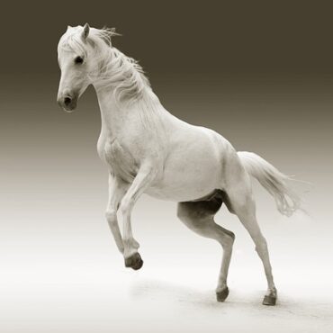 À Mansac, les chevaux apportent du réconfort aux résidents de l’EHPAD