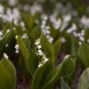 « Retarder au maximum la floraison », les producteurs de muguet du pays nantais approvisionnent 95 % du marché français en brins porte-bonheur