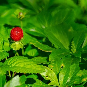 Fraises en avance en Loire-Atlantique : une récolte généreuse, mais sous surveillance