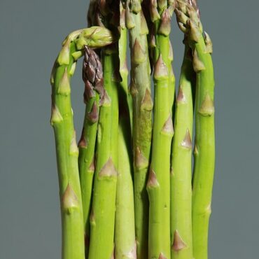 Asperges du Blayais : La récolte est généreuse, mais la vente coince !