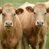 En Corrèze, Crealim mise sur les meilleurs taureaux pour faire grandir la race limousine