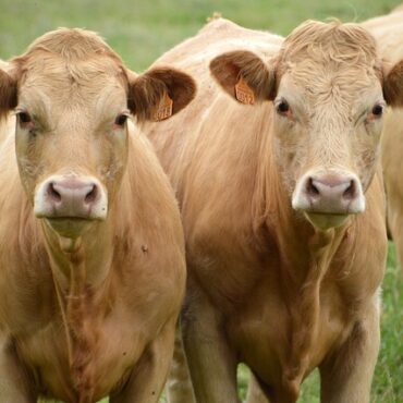 En Corrèze, Crealim mise sur les meilleurs taureaux pour faire grandir la race limousine