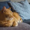 À Thorigny-sur-Dué, un chat sibérien de la Sarthe décroche la couronne nationale