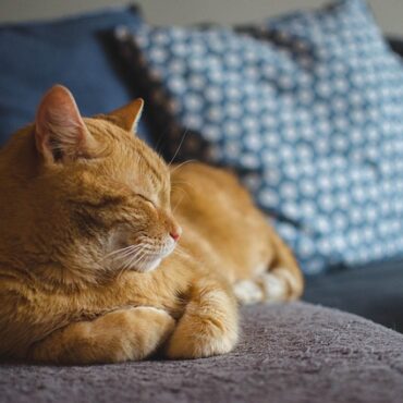 À Thorigny-sur-Dué, un chat sibérien de la Sarthe décroche la couronne nationale