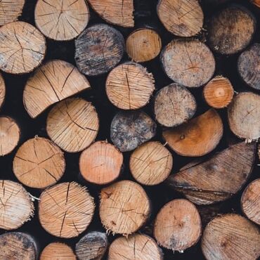 Nématode du pin : la vigilance se renforce dans les Landes et le Béarn