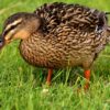 Grippe aviaire en Dordogne : un élevage de canards touché, un large périmètre sous contrôle