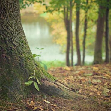 Monts de la Madeleine : Plongez dans un Bain de Forêt pour retrouver la sérénité !