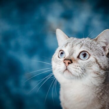 Dans le Grand Est, Norman marche vers Strasbourg avec Framboise, son chat voyageur
