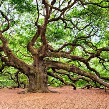 À Morbecque, deux géants du parc de la Motte-au-Bois entrent dans l’histoire