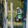 Frontonnais : le vignoble se réduit, les vignerons se réinventent