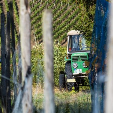 Frontonnais : le vignoble se réduit, les vignerons se réinventent