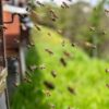 Miel d&rsquo;Île-de-France : des passionnés transmettent le savoir des abeilles !