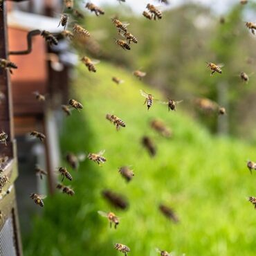 Miel d'Île-de-France : des passionnés transmettent le savoir des abeilles !