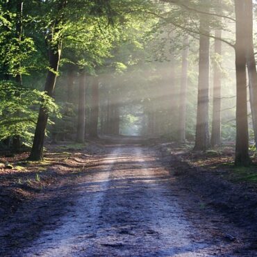 La forêt de Haguenau garde son label d’exception pour six ans de plus