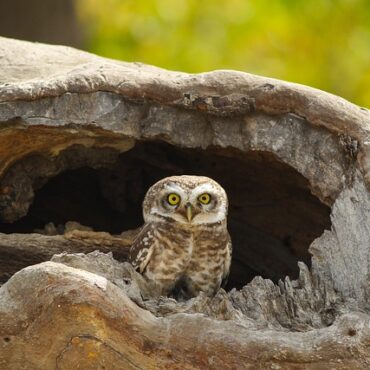 En Lorraine, le hibou grand-duc au cœur d’un bras de fer avec des projets photovoltaïques