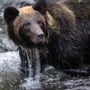 À travers les vitres d’un resto d’altitude, un ours offre un sacré moment en Ariège