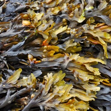 Algues au menu : dans le Finistère, une piste sérieuse pour nourrir demain