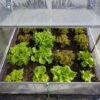 En Haute-Vienne, une ferme en aquaponie fait pousser des légumes avec l’eau des poissons