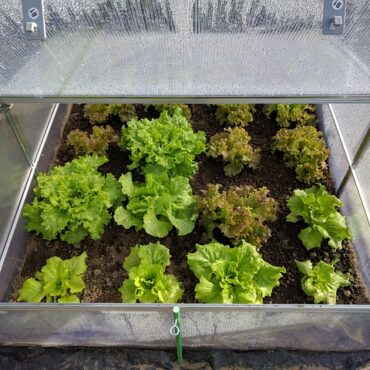 En Haute-Vienne, une ferme en aquaponie fait pousser des légumes avec l’eau des poissons