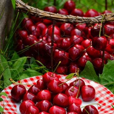 Cerises du Roussillon : la récolte démarre fort, sous cloches et filets, avant tout le monde