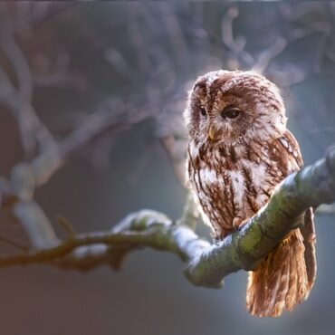 À Courteranges, une balade en forêt pour tendre l’oreille aux oiseaux